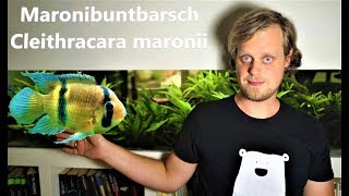 Maronibuntbarsch  Cleithracara maronii Ein Fisch mit Persönlichkeit [upl. by Hrutkay]