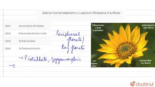 Select an incorrect statement wrt capitulum inflorescence of sunflower [upl. by Leira]