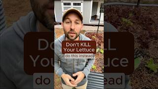 Don’t Kill Your Lettuce  do this instead shorts gardeningtips grow lettuce dachshund garden [upl. by Faruq]