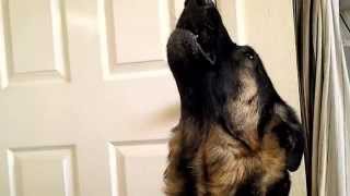 Best German Shepherd Dog Howling for his mama [upl. by Susej]