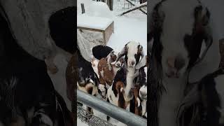 Just a glimpse into farming in Alaska alaskafarm goat pig farmlife [upl. by Akener517]