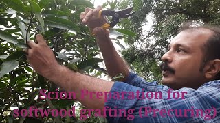 softwood grafting precuring [upl. by Xilef]