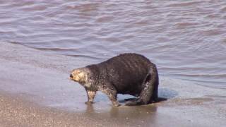 ASMR  1 Southern Sea Otter hauling out on land [upl. by Sedinoel56]