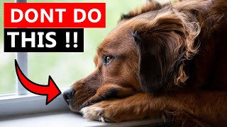 10 Things You Do That Your Dog Secretly Hates [upl. by Annairba]