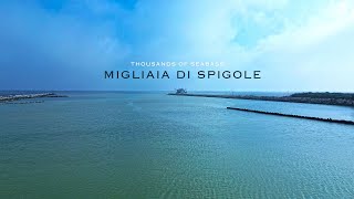 Migliaia di Spigole  Thousands of Seabass EP1 [upl. by Lucinda410]