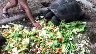 Constance Ephelia  Seychelles  Feedng the giant tortoises [upl. by Bela]