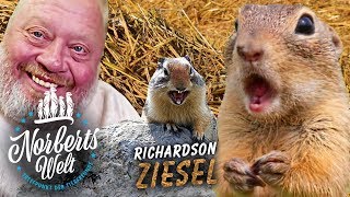 Richardson ZIESEL  ERDHÖRNCHEN als Haustier  NORBERTS WELT  Zoo Zajac [upl. by Eimirej]