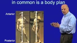 The basic bodyplan for most animals  Marc W Kirschner Harvard [upl. by Zima978]