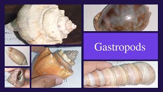 Gastropoda  Study Genera Cypraea Turritella Oliva Busycon Trochus Conus  Paleontology [upl. by Atnohsal]