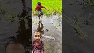 😂amazing cutfish fishing in water💥 fish catfish fishing fish shorts shortsfeed greenscreen [upl. by Ynneb]