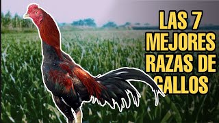 LAS 7 MEJORES RAZAS DE GALLOS [upl. by Ettenrahc]