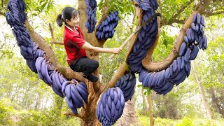 How To Harvest Finger Fruit for to cook delicious food  Harvesting and Cooking  Luyến Harvesting [upl. by Ahsiem]