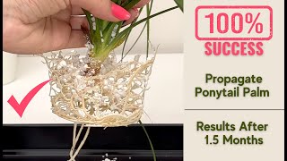 Ponytail Palm Propagation Results After 15 Months  Perlite vs Soil Mix [upl. by Franek]