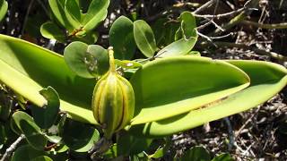 Brazilian Orchids Part 3 Cattleya guttata [upl. by Biddle539]