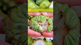 Grow anonas fruit  custard apple tree from seeds shorts atemoya cherimoya apple sugerapple [upl. by Ofelia]