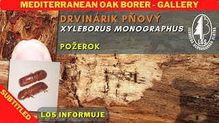 Drvinárik pňový  Mediterranean oak borer Xyleborus monographus  požerok  gallery [upl. by Romona]