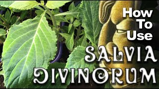 How to Use Salvia  Salvia Basics Prt 1 [upl. by Daniele]