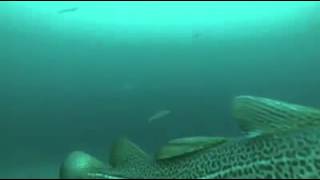 Cod Fish underwater Jigging Gopro [upl. by Airdni]