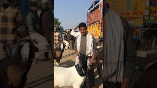 Tonk bakra mandi live update khassi 0 dant tonkgoatmarket tonkbakramandi [upl. by Stefan]