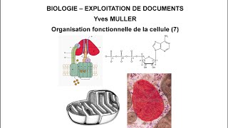 7 Rôle énergétique de la mitochondrie  Thème  Organisation fonctionnelle de la cellule [upl. by Kcirdde]