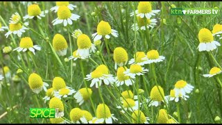 How to plant and harvest Chamomile spice  Herbs and spices [upl. by Salomon434]