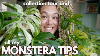 Monstera care tips and a tour of my collection  Plant with Roos [upl. by Reichert]