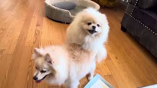 Fluffy the Pomeranian  Mating video for Adults only [upl. by Nirrej868]