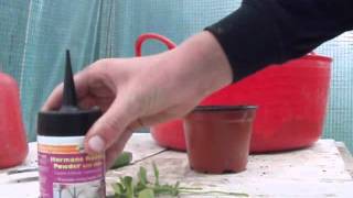 Plant propagation from softwood cuttings [upl. by Ahseia]