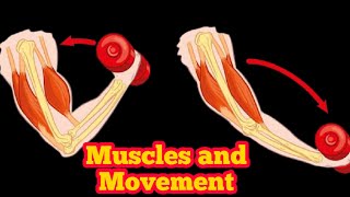 Muscles and Movement  Biology 10th  Chapter 13  Lecture 5 [upl. by Hawken]