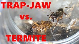 TRAPJAW QUEEN VS TERMITE QUEEN [upl. by Roscoe]