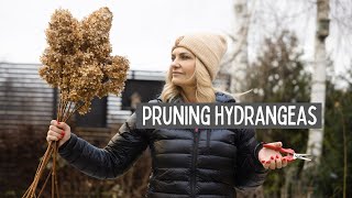 Pruning hydrangeas for big flowers  paniculata and smooth hydrangea [upl. by Lleznod]