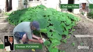 Vom Kern bis zur Befruchtung Giant Pumpkin Time Lapse [upl. by Brendan]