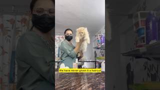 117200 days big cat grooming youtubeshorts minivlog pets [upl. by Adihaj]