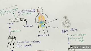 Metagonimiasis  Metagonimus yokogawai  Structure life cycle symptoms  Bio science [upl. by Awjan]