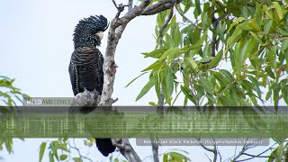 Redtailed Black Cockatoo Calls amp Sounds [upl. by Almita]