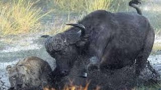 WATCH THIS buffalo kill lion  Merciless attack [upl. by Grantley]