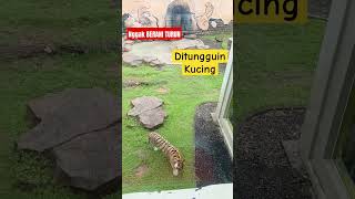 HARIMAU harimau lembangbandung shortvideo lembangparkandzoo [upl. by Nawrocki]