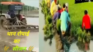 Welcome 🌾🌾ropai ka season  dhan  dhan kasia boyn  Shivay Vlogger 🌾🌾🌾 [upl. by Atiugal]