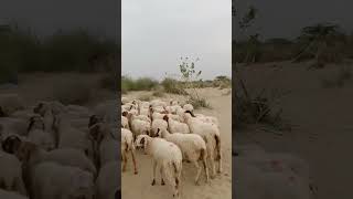 Desert sheeps animals tharparkarbeauty farmanimal goat vita [upl. by Obadiah]