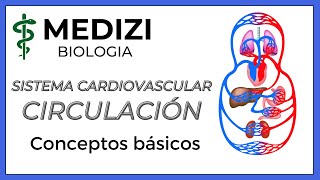 Sistema Cardiovascular  Circulación Fácil [upl. by Wayne876]