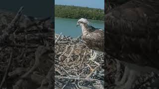 P298 Review birds nest life mom birds brings food to feed her babies in their nest birdslover [upl. by Simeon]