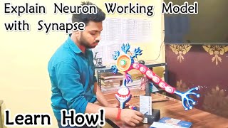 Neuron Working Model with Synapse  Science Working Model [upl. by Eimak]