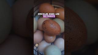 Did you know this about speckled eggs Subscribe for more chickens rainboweggs backyardchickens [upl. by Tra]