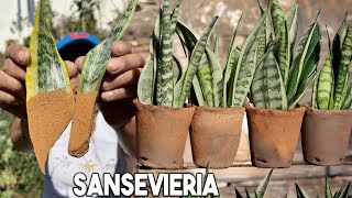 LUCE Hermosas tus Sansevieria o Lengua de Suegra en Casa  Como CUIDAR TUS SANSEVIERIA [upl. by Leyla]