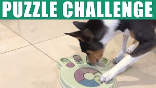 Basenjis Challenged By Paw Puzzles [upl. by Moorefield]