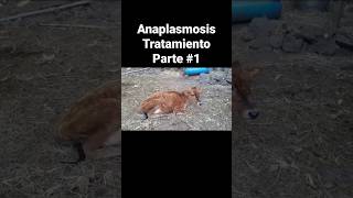 Anaplasmosis Tratamiento Parte 1 [upl. by Iem663]