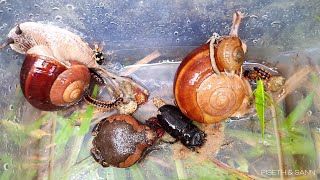 Im a Bug Expert and I Found Snails and Red Spotted Millipedes in the Green Today [upl. by Chlori210]