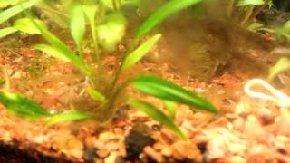 Cryptocoryne lucens [upl. by Rennat]