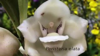 Orquídeas Curiosas  Orquídea Pomba Peristeria elata [upl. by Erret657]