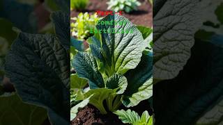 Comfrey Plant For Fertilizer Comfrey Tea For Plants🤑viralshort shorts gardening [upl. by Notled860]